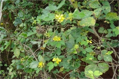 Rhynchosia densiflora